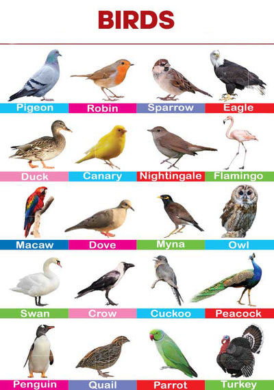 Birds Folding Chart