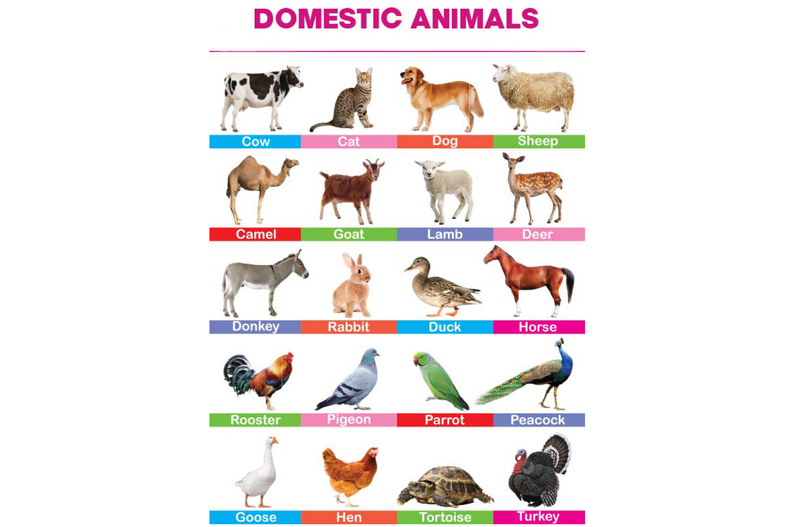 Domestic Animals Folding Chart